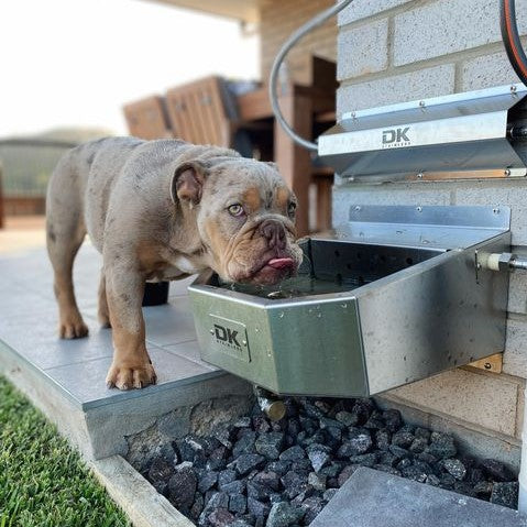 dk stainless water bowl