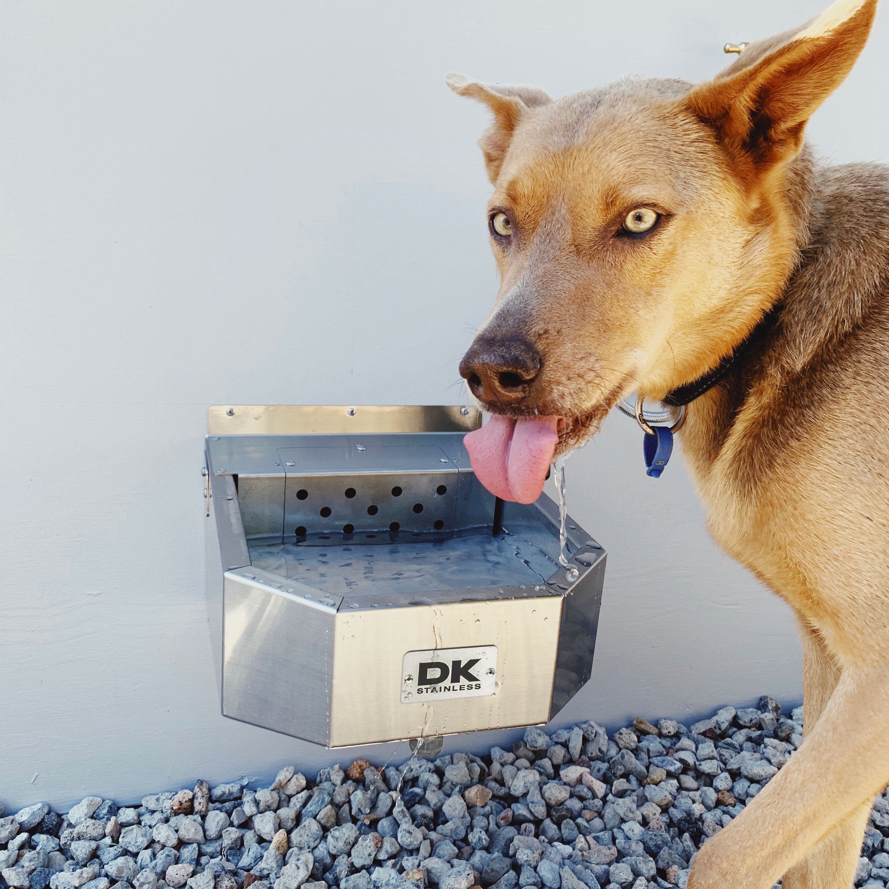 dk stainless water bowl