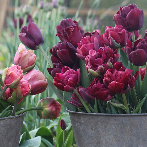 Pod & Pip's Tulip Buckets