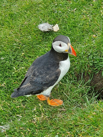 puffin, shetland, tour, guide