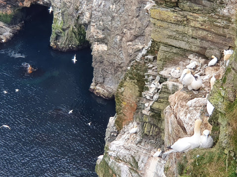 gannets, colony, Unst, Shetland