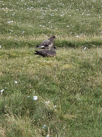 Great skua, bonxie, Unst, Shetland