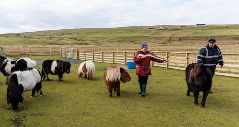 Shetland ponies