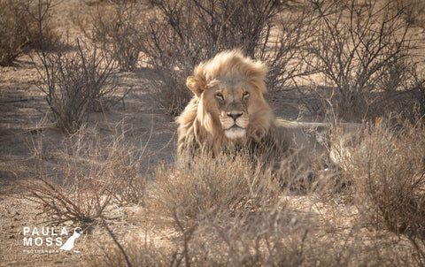 lion, safari, South Africa