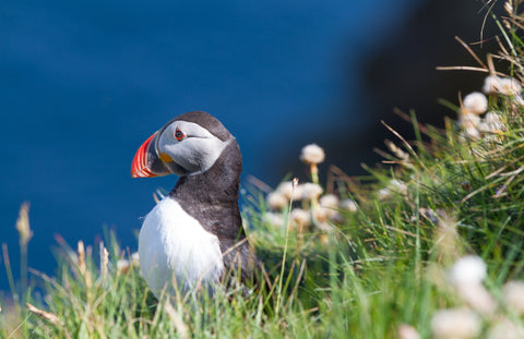 Puffin at Sumburgh Head, Shetland