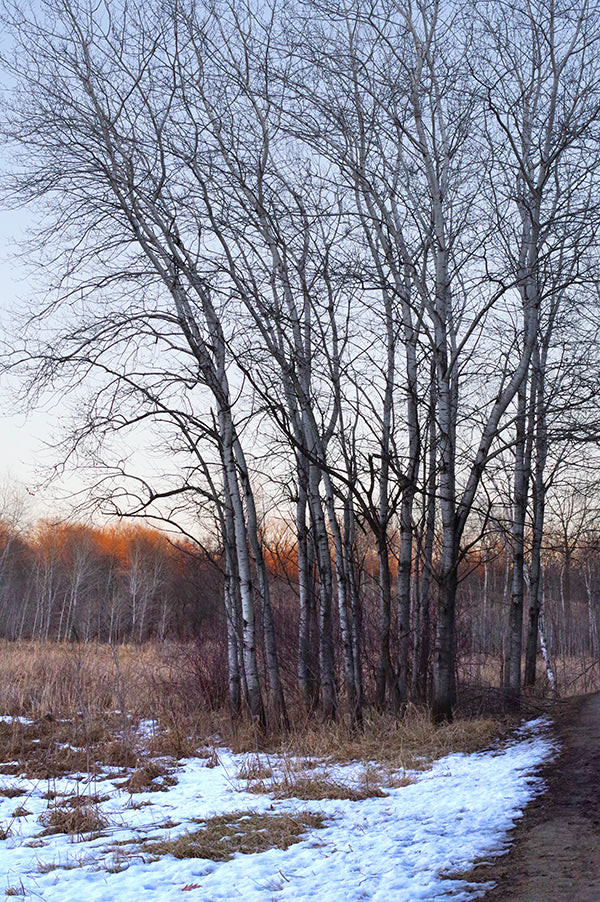 Stand of Birch trees, late winter