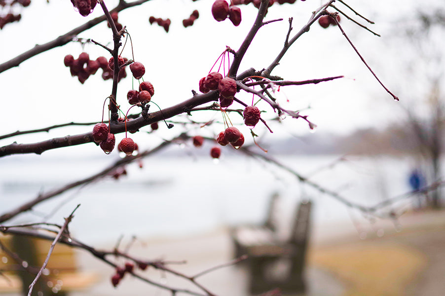 Cherry tree, late winter in the rain