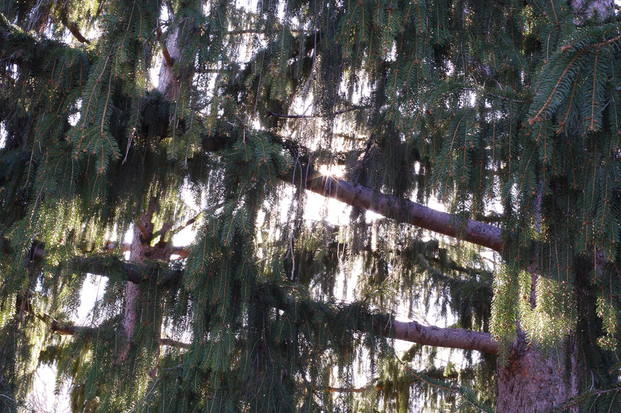 Pine Tree at Peace Park, Minneapolis