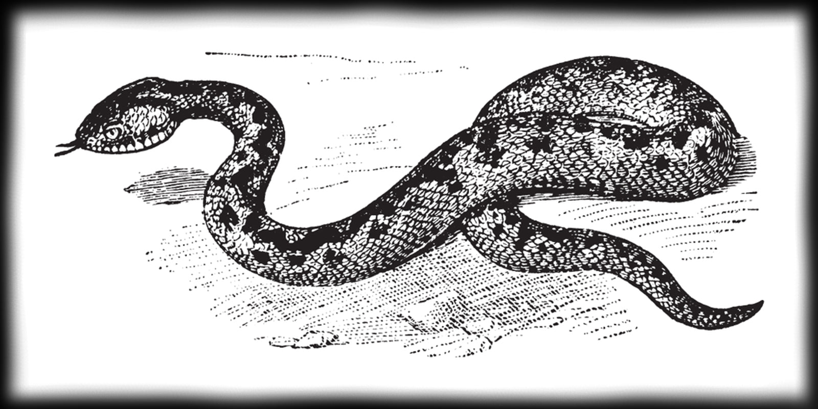 giant viper