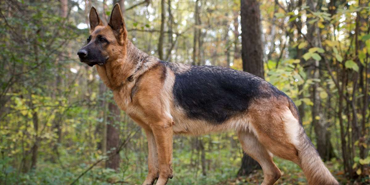 German Shepherds are common dogs found in rescue and animal shelters
