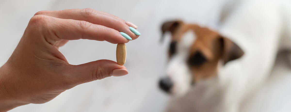 will a multivitamin hurt my dog