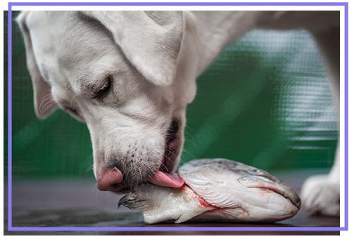 dog eating raw salmon head