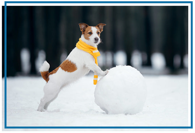 jack russell dog wearing yellow scarf standing on a snow ball