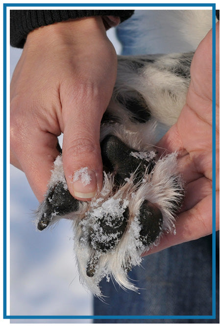 snow between dog's paws