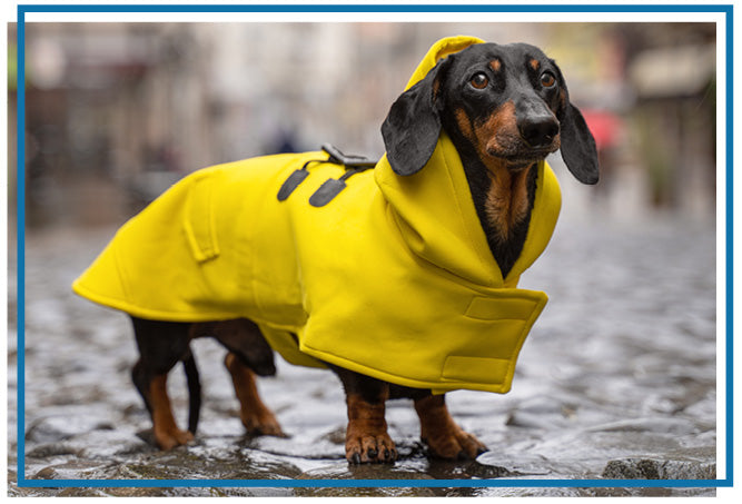 small dachshund wearing yellow raincoat