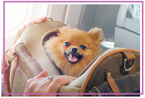 pomeranian dog travelling on the plane in a handbag