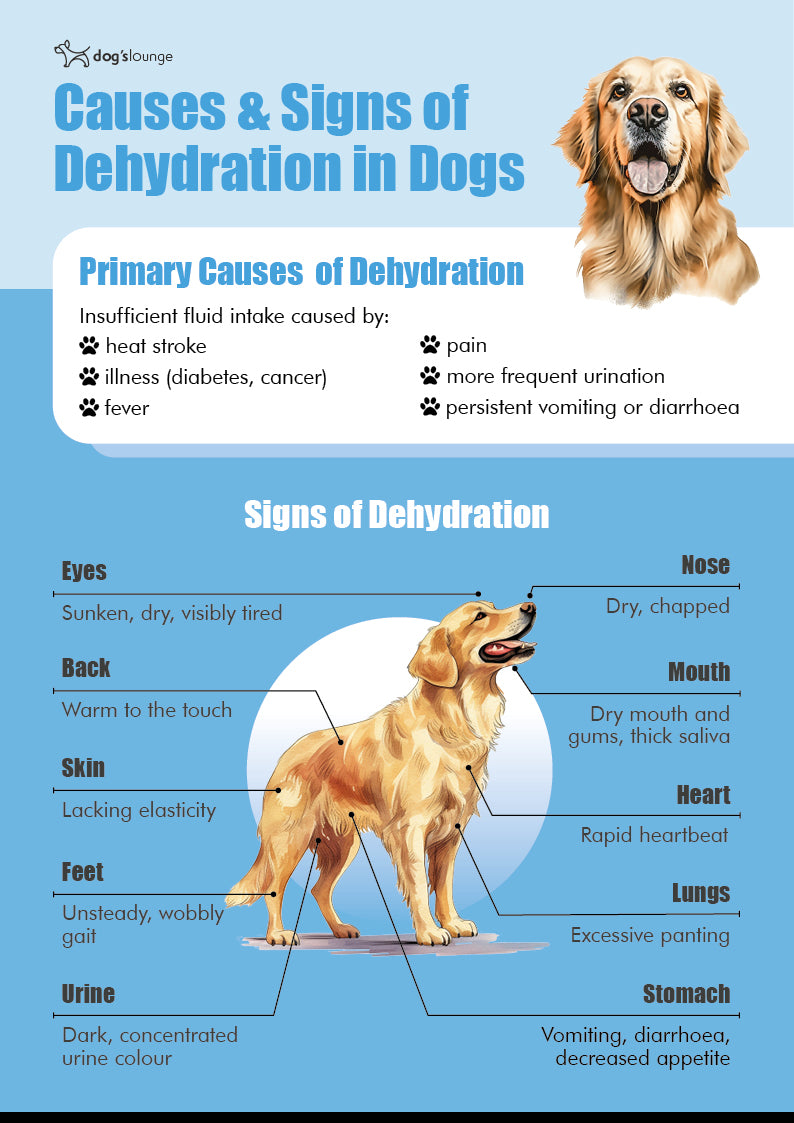 causes and signs of dehydration in dogs infographic