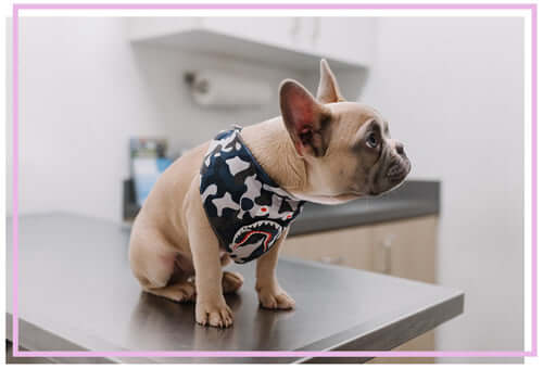 french bulldog sitting at the vet table