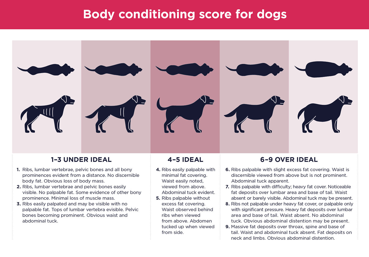 dog body conditioning score