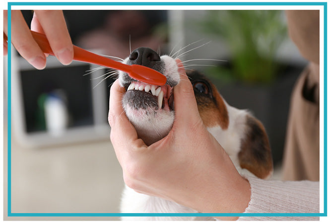 dog tooth brushing 