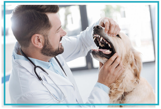 vet checks dog's teeth health