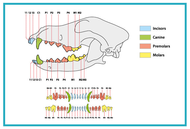 canine dental chart