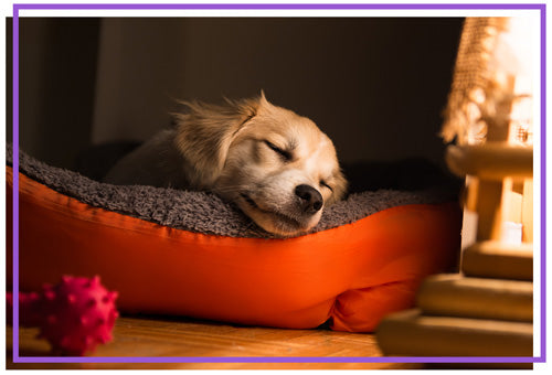 Safe and Comfortable Environment for Stressful or Anxious Dog to relax