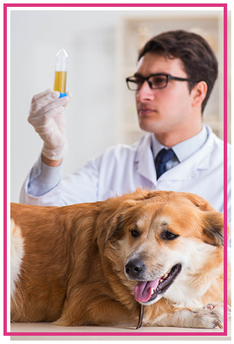 UTIs in dogs vet performing urinalysis
