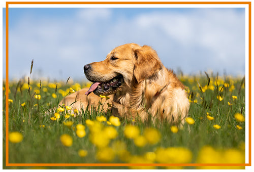 Benji raw fed golden retriever