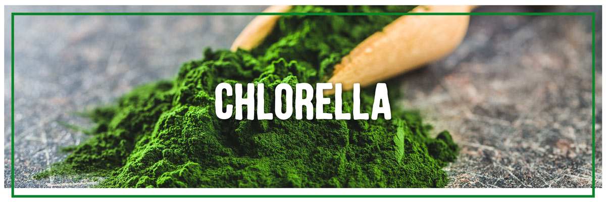 chlorella super green for dogs