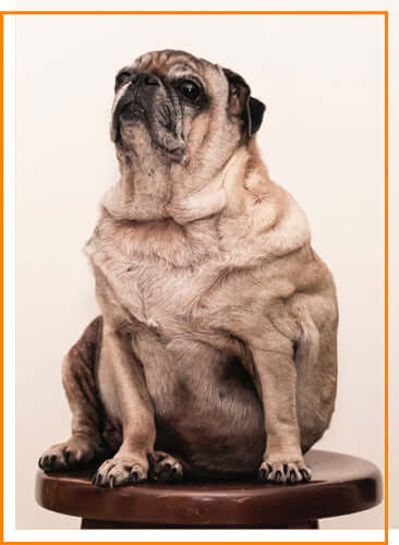 Common Dog Health Issues - Obesity