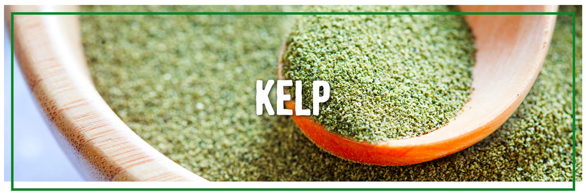 kelp super greens for dogs