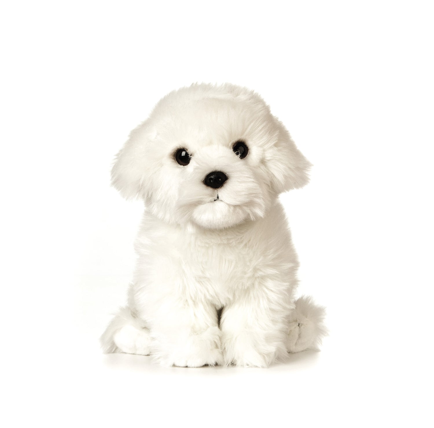 teddy maltese puppy