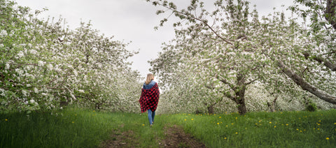 verger floraison labonté de la pomme Oka