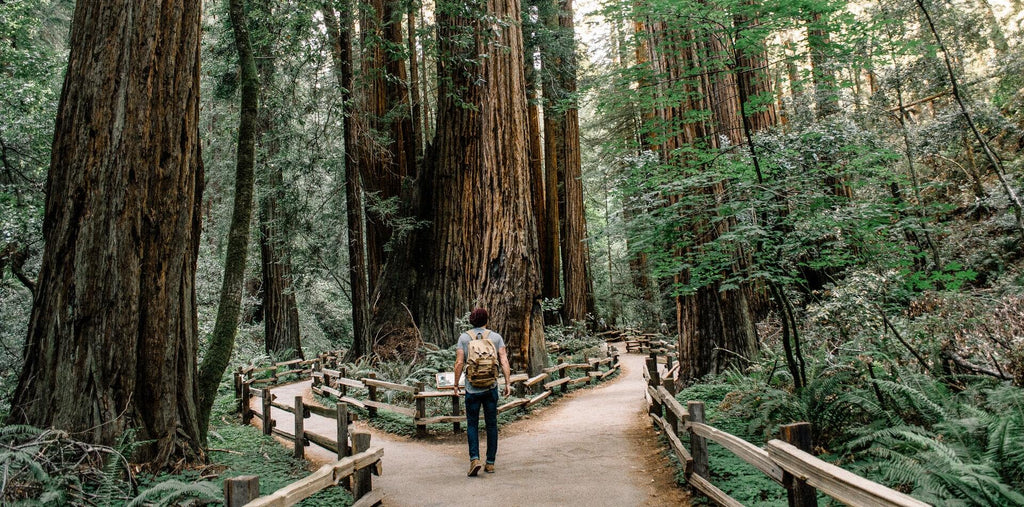 A man walking in the national park