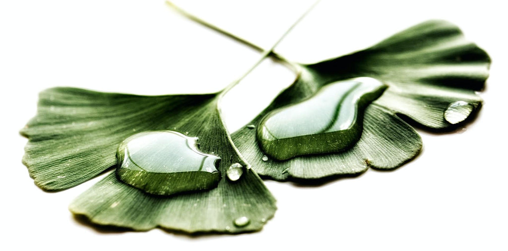 Ginkgo leaf as a supplement