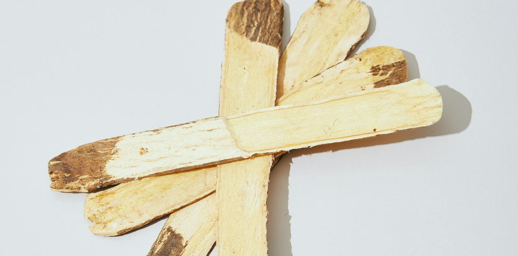 dry sliced astragalus root on the white background