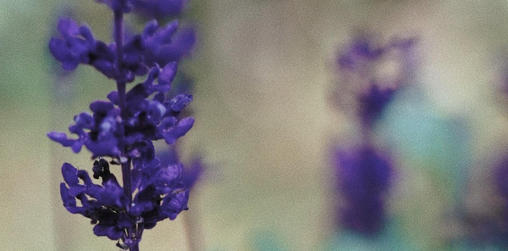 purple scutellaria flower