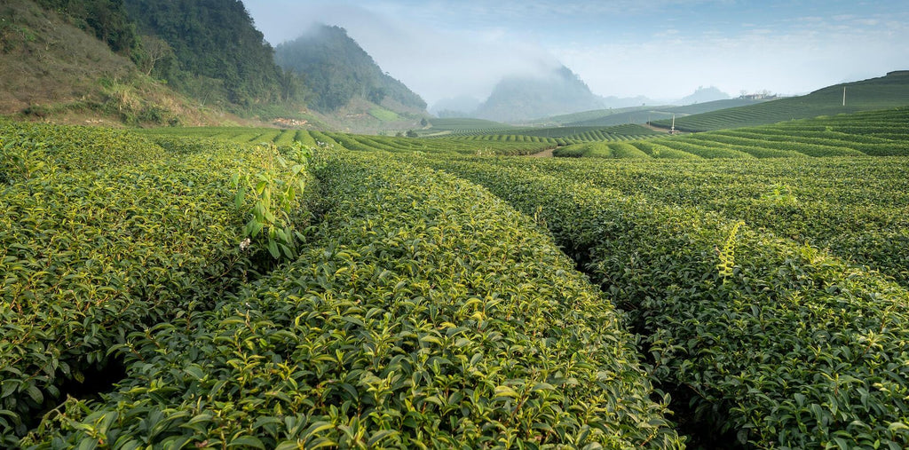 Fields of green tea