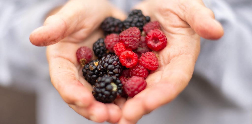 berries in hands