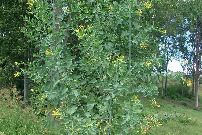 Laburnum - Golden Chain Tree (Laburnum anagyroides) Golden Rain Wister –  Bumbleseeds