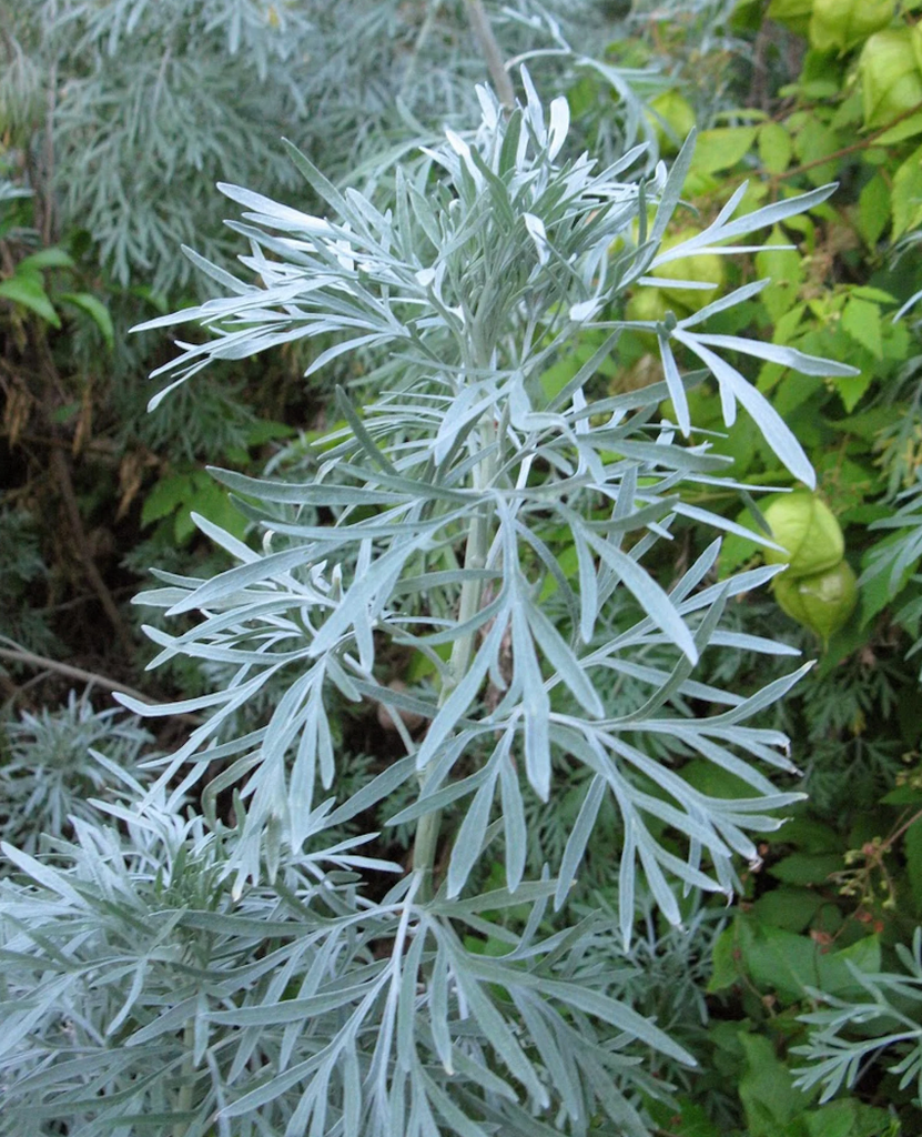 sweet annie (Artemisia annua) · iNaturalist United Kingdom