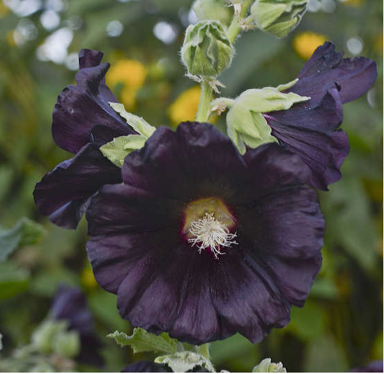 Alcea rosea 'Indian Spring' Hollyhock from Hoffie Nursery