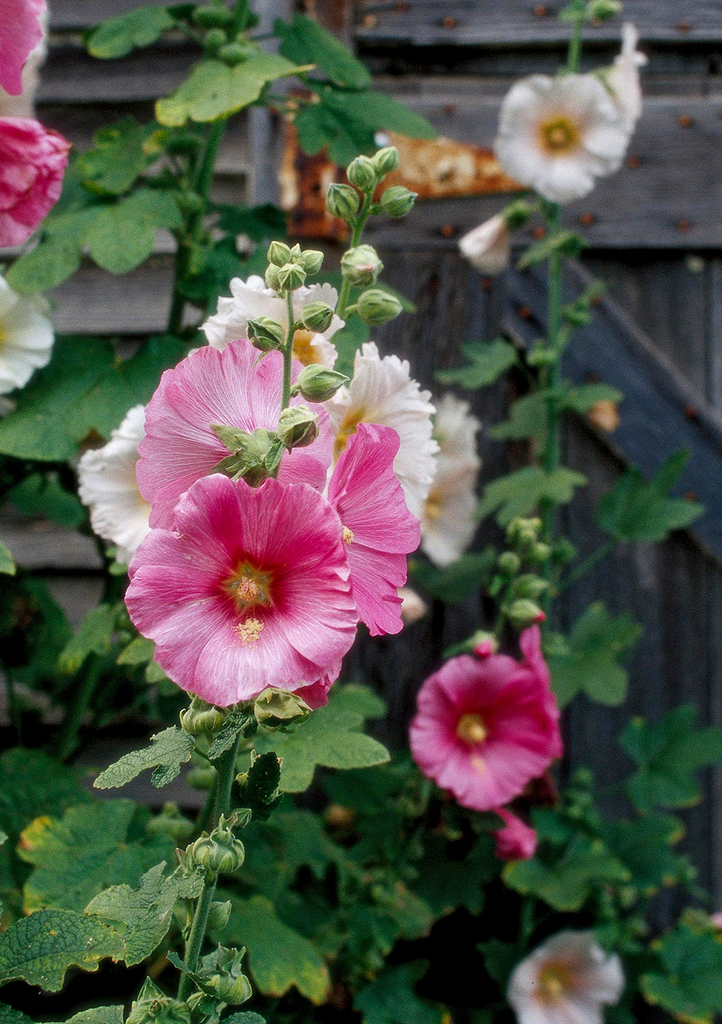 Black Hollyhock (Alcea rosea) Biennial - Annie's Heirloom Seeds