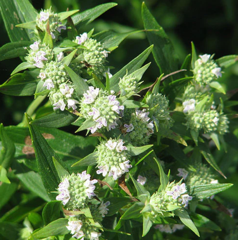 Mint- Spearmint – Common Mint (Mentha spicata) Garden Mint Lamb