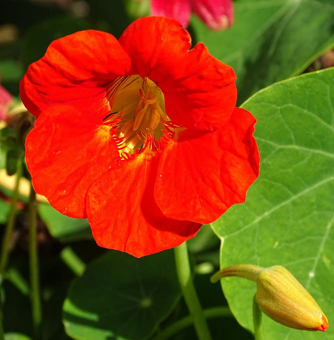 Nasturtium - Canary Bird Vine - (Tropaeolum peregrinum) Canary Bird Vi –  Bumbleseeds