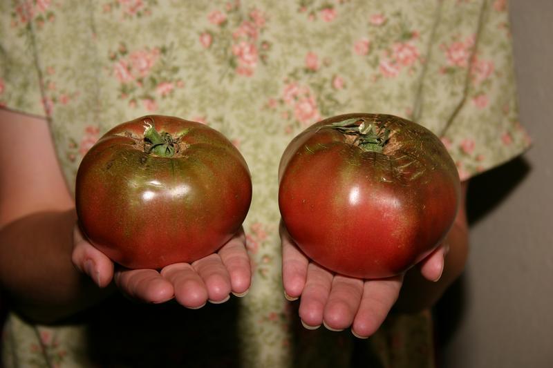 Tomato 'Ponderosa Beefsteak' (Solanum lycopersicum) Non GMO - Organic –  Bumbleseeds