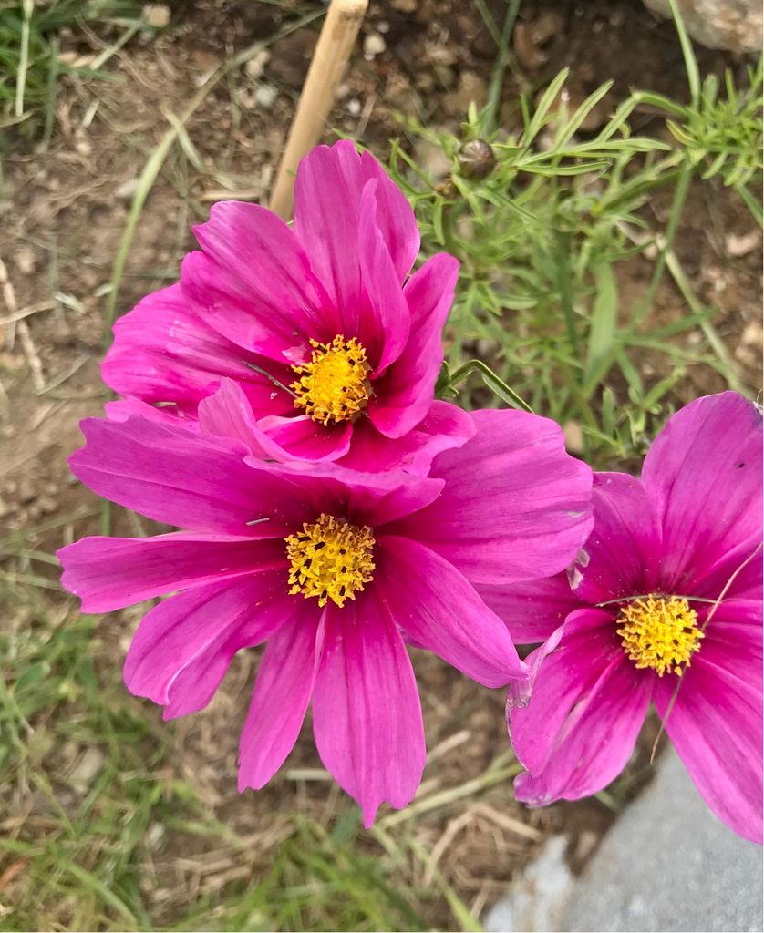 Chrysanthemums (Pompons): The Humble Flower with a Hidden Secret! -  FloraLife