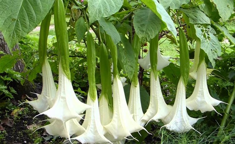 Campanula - Fairy Thimbles (Campanula rotundifolia) Scottish