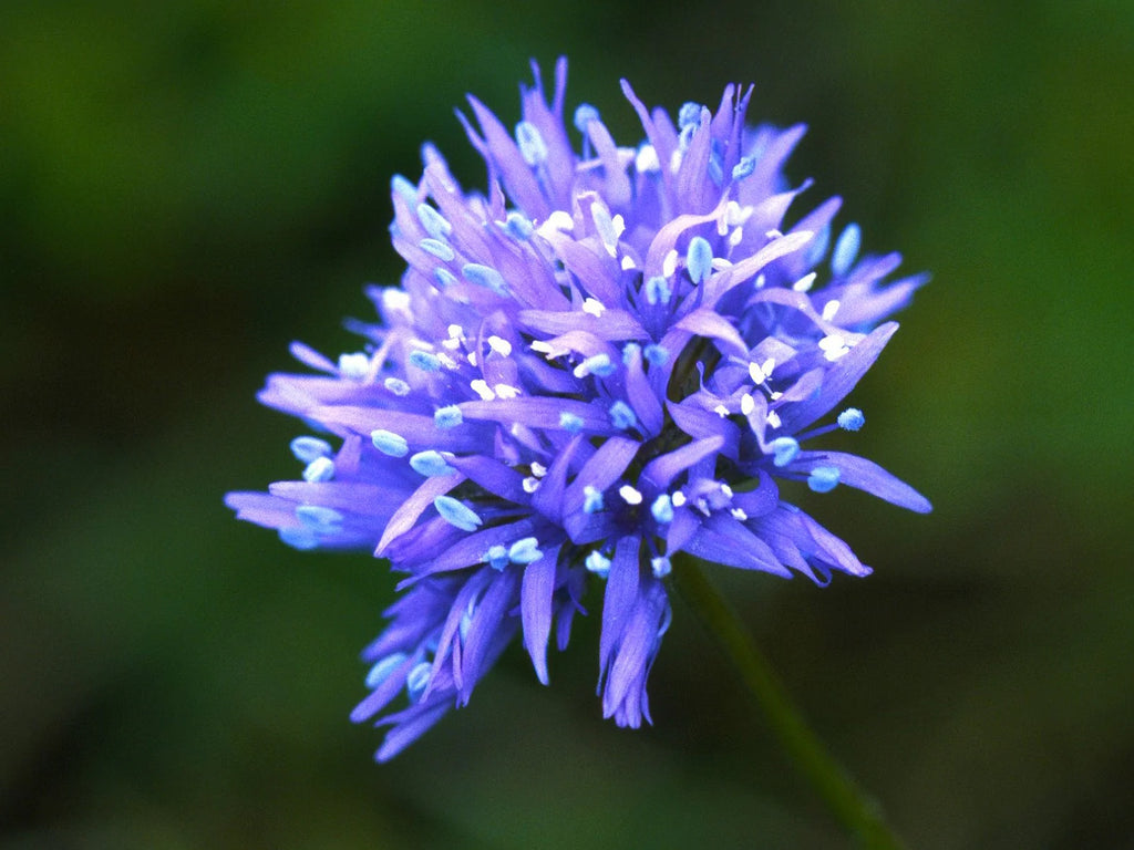 Echinops - Blue Globe Thistle (Echinops bannaticus) Globethistle